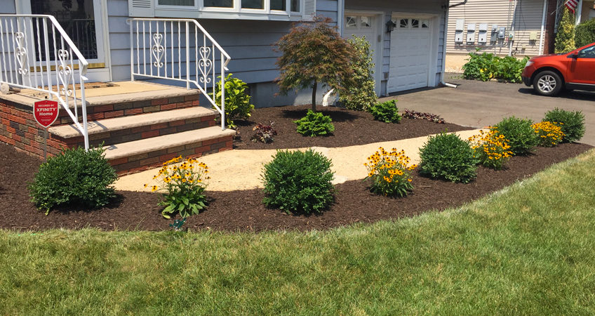 Landscape of Boxwoods and Lazy Susans